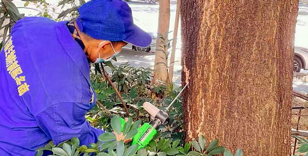 广州白蚁防治服务